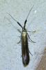 Coleophora deauratella
